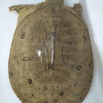 生态甲鱼2.5~3斤