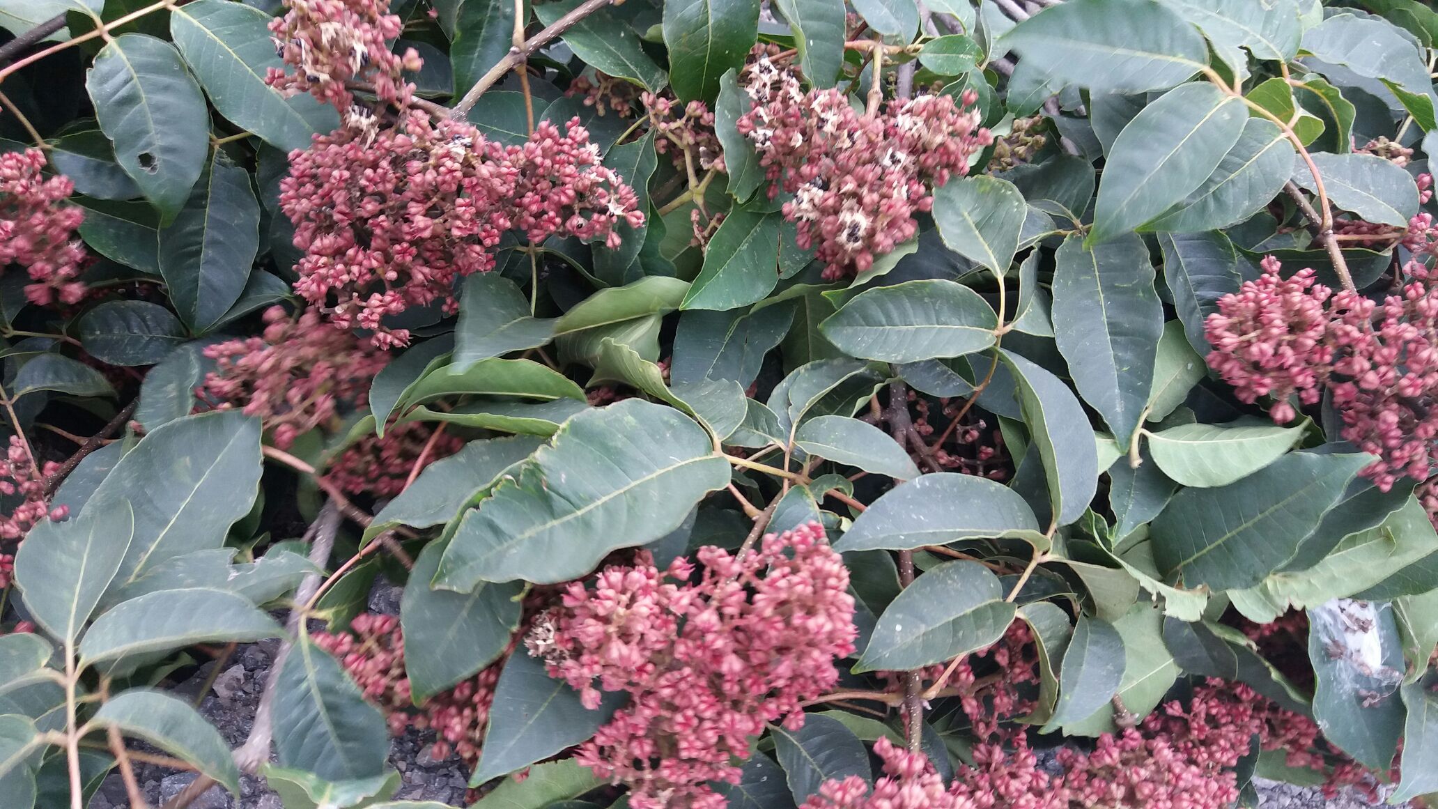 一幅科学插画风格的植物解剖图,左侧为玳玳花纵切面,显示子房位置与花柱结构;右侧为柚子花横截面,标注花瓣、雄蕊、雌蕊等部位,下方配有简要文字说明两种花的关键区别点 柑橘属植物花部结构解剖图