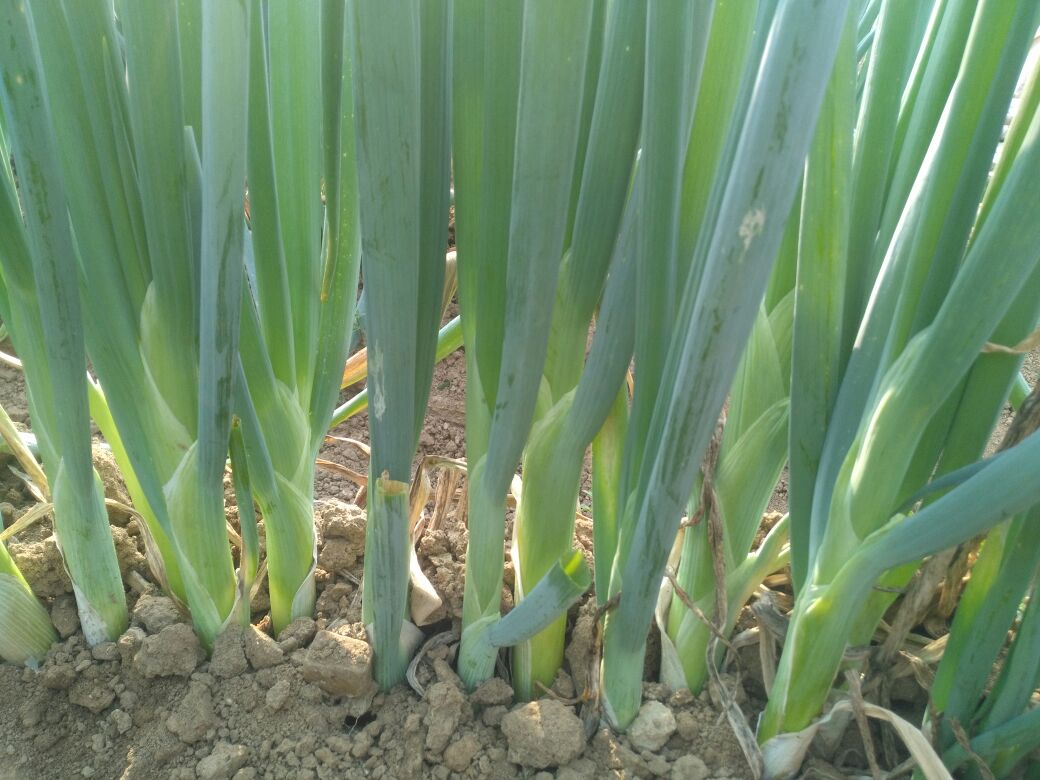 章丘铁杆大葱田间生长实景