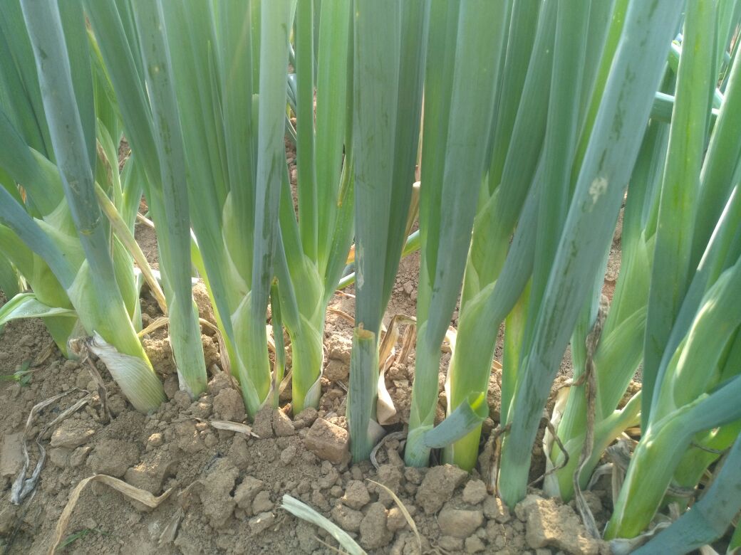 章丘大葱田间生长图