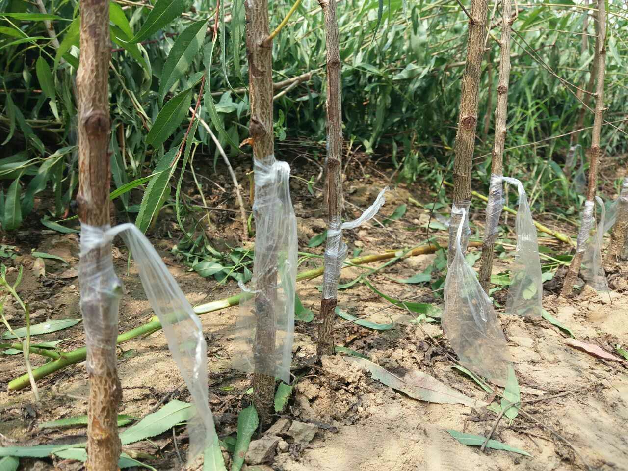 黄桃种子层积处理示意图