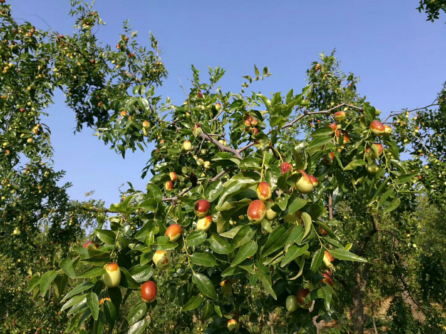 冬枣果园实景图