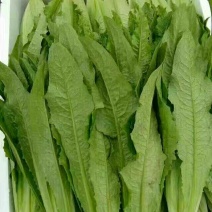 精品油麦菜，产地直发，量大从优，保质保量，全国发货