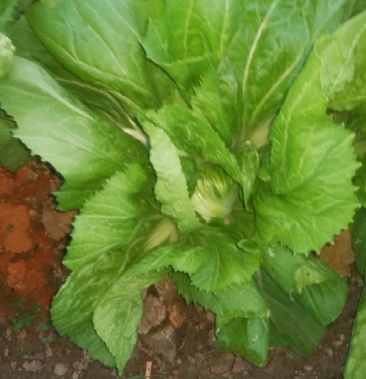 [芥菜批发]包心芥菜 5两以上价格0.20元/斤 - 一亩田