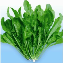 荠菜5~10cm
