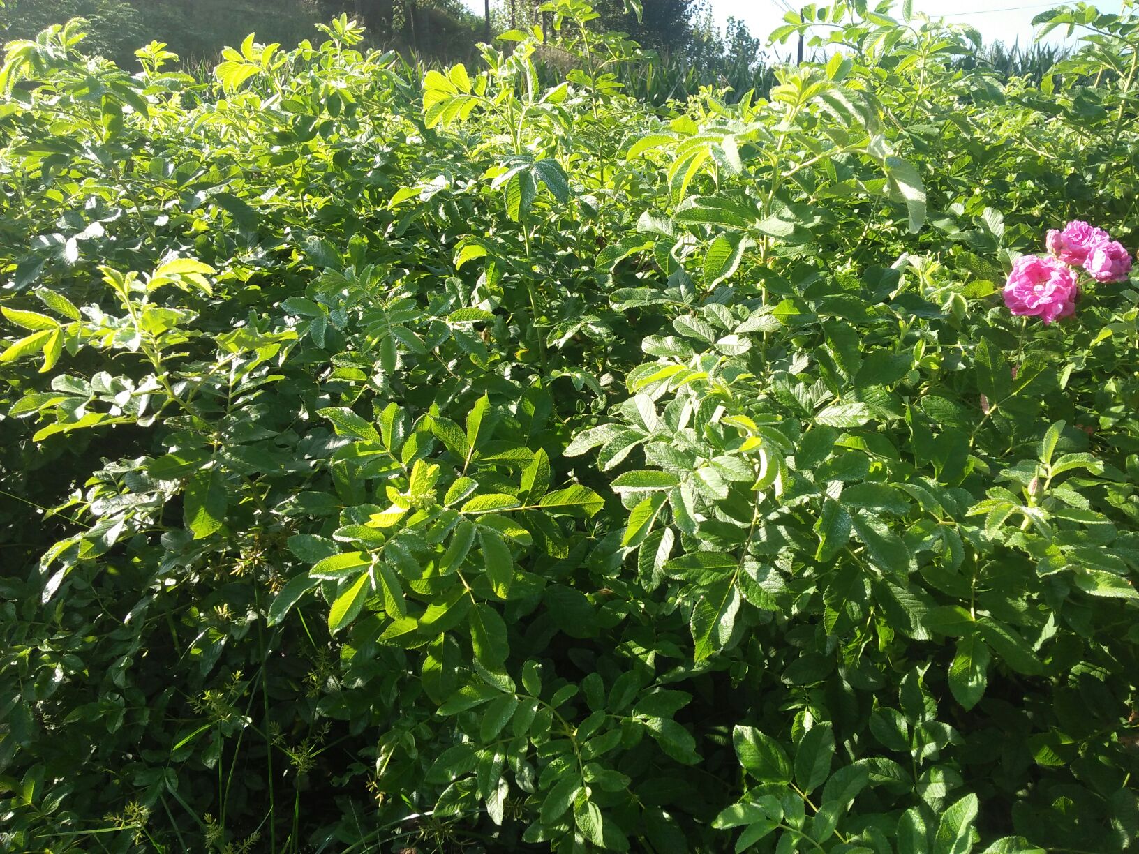 四季玫瑰盛开的庭院景观