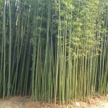绿竹金镶玉竹/青竹高度3到4米，直径1厘米