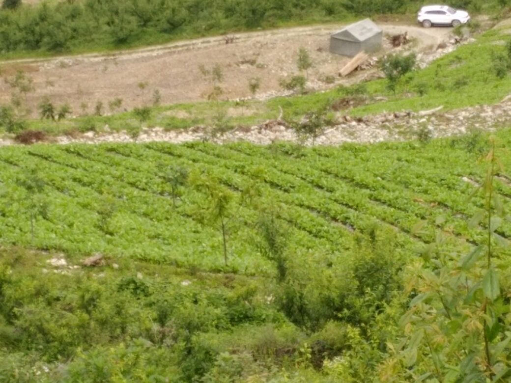 康定高原萝卜种植基地航拍图