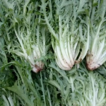 苦菊8~10cm