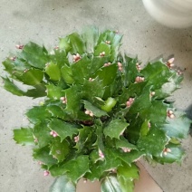 蟹爪兰红花盆满苗多量大优惠
