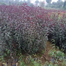 紫叶矮樱80~100cm2cm以下