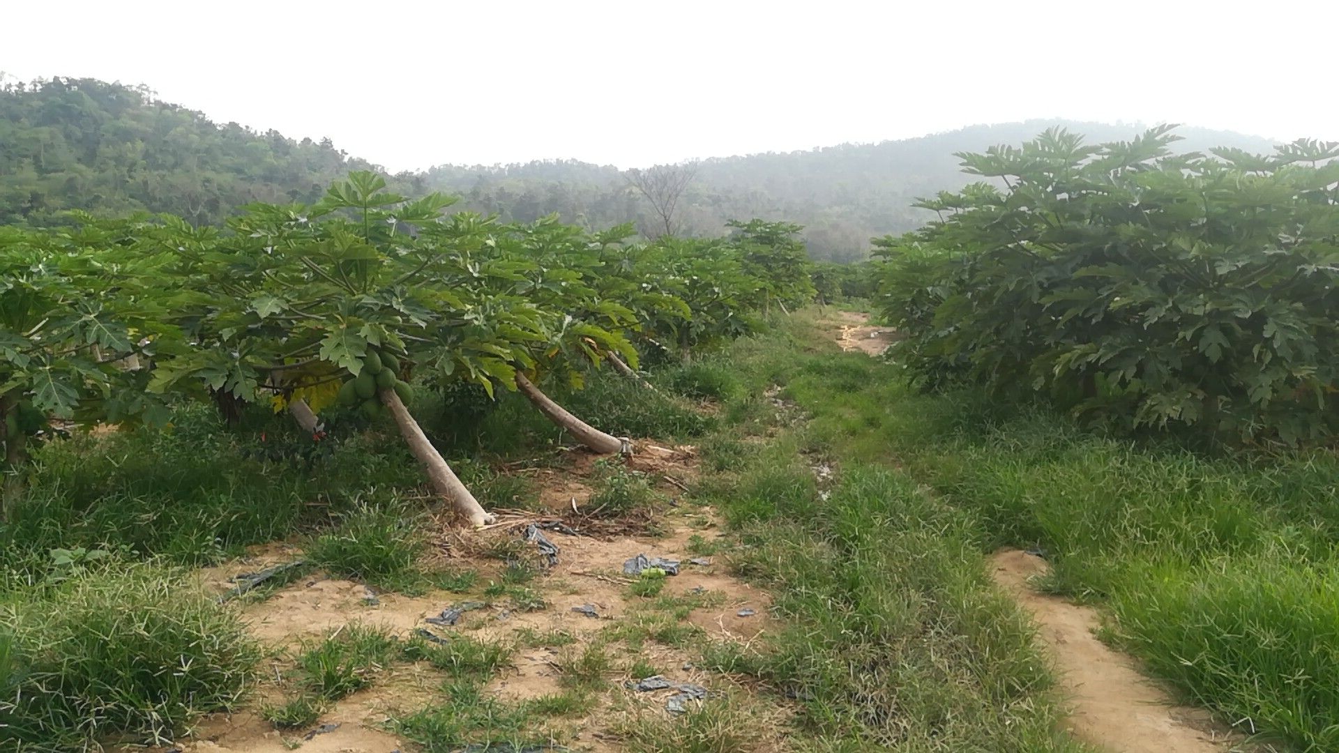 安徽省宣城市山区的宣木瓜种植园,山坡梯田上整齐栽种着贴梗海棠树,枝头挂满青黄色近成熟的果实,农民正在采摘,背景为云雾缭绕的山林,展现道地药材原生态环境 宣城山区宣木瓜种植基地实景