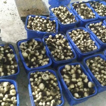 鲜草菇