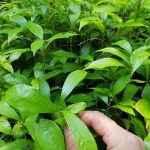 金丝楠木10~20cm