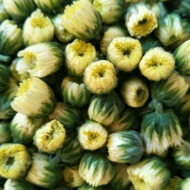 白菊花茶杭白菊精品胎菊