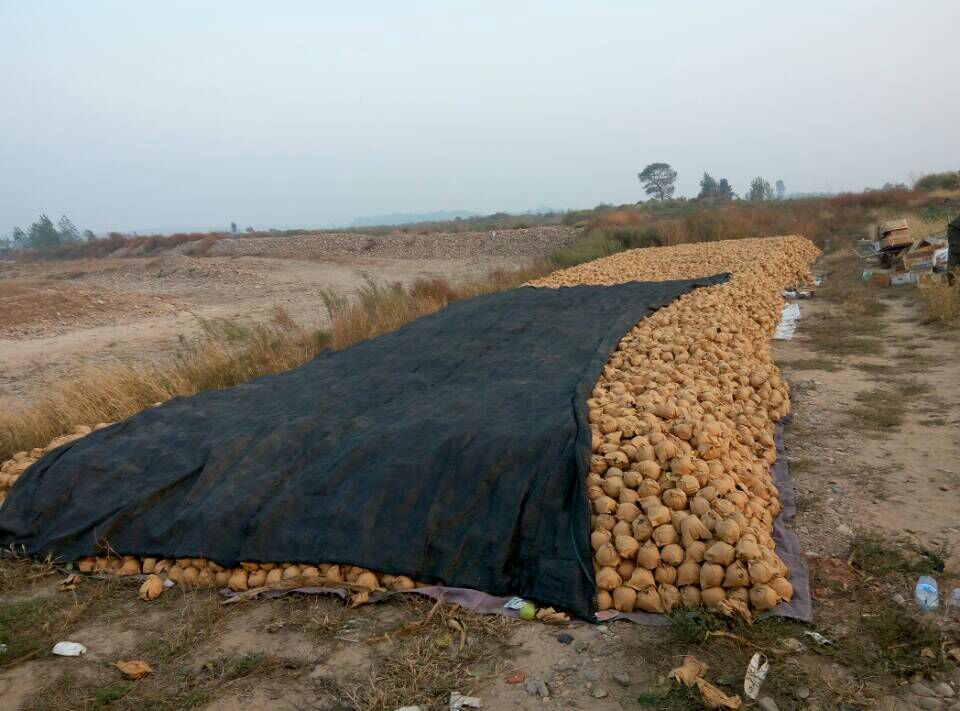 无人机高空视角:展示黄元帅苹果标准化种植基地风貌,突出果实着色均匀、挂果饱满、生态管理特征,体现‘一箱苹果’源自可追溯优质源头 黄元帅苹果果园实景航拍图:秋季山坡梯田式果园,成排苹果树挂满金黄色果实,在蓝天与远山映衬下熠熠生辉;可见部分果农身着蓝布衣在树间采摘,地面铺设反光银膜增强果实着色