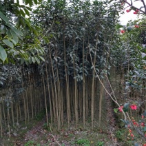 金桂花树苗120cm以上