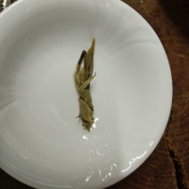 苦丁茶