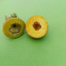 刺梨鲜