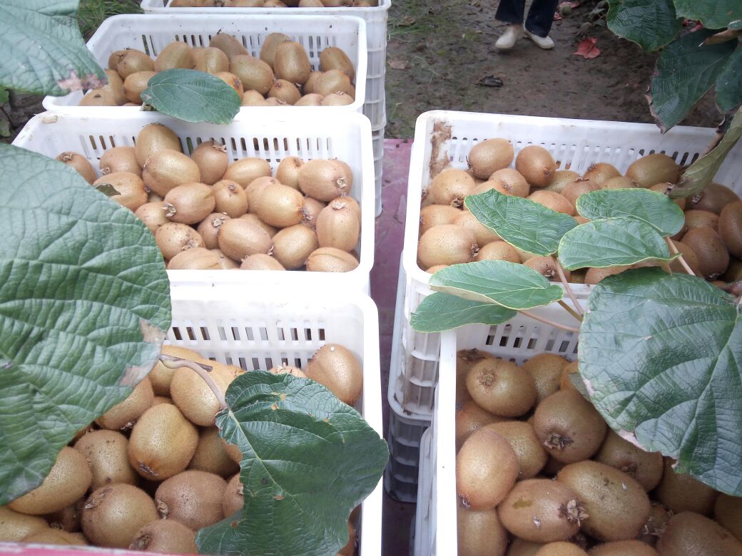 果农在猕猴桃地中采摘成熟果实