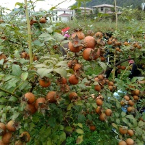 刺梨鲜，水果无籽金刺梨