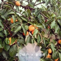 柿饼2~2.5两