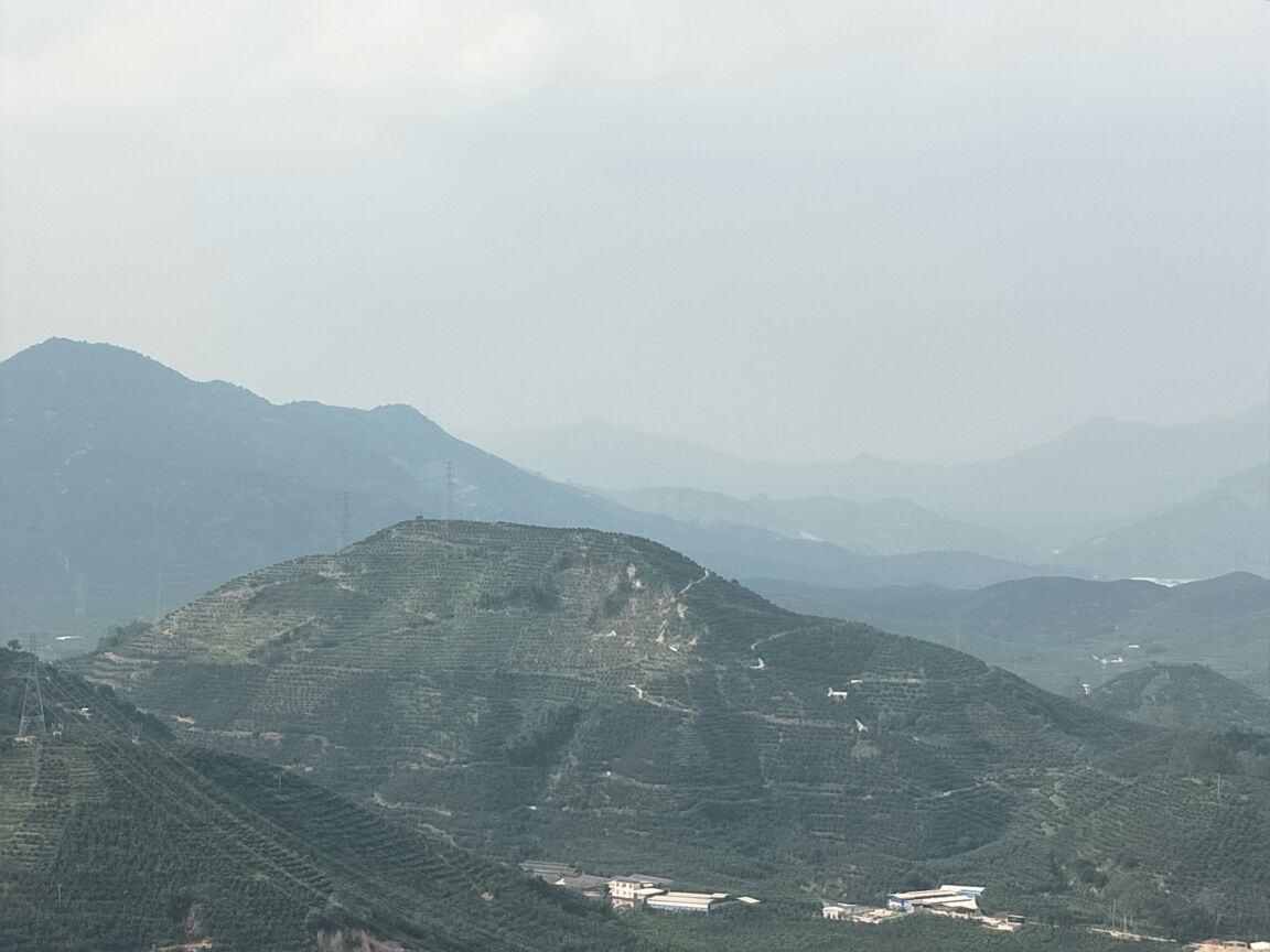 展示平和县连片种植的琯溪红心蜜柚果园,果树茂盛,果实累累,背景为山地与晨雾,体现自然生态种植环境 琯溪红心蜜柚果园