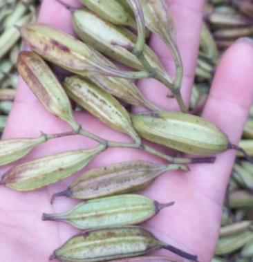 [白芨种子批发]白芨种子 98%以上价格160.00元/公斤 - 一亩田