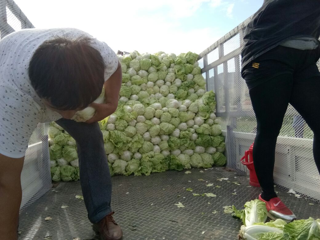 夏阳50白菜采收与分拣场景