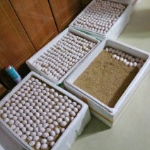 出售鸽子蛋食用，规模化养殖常年出售