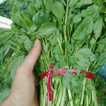 豆瓣菜放心菜