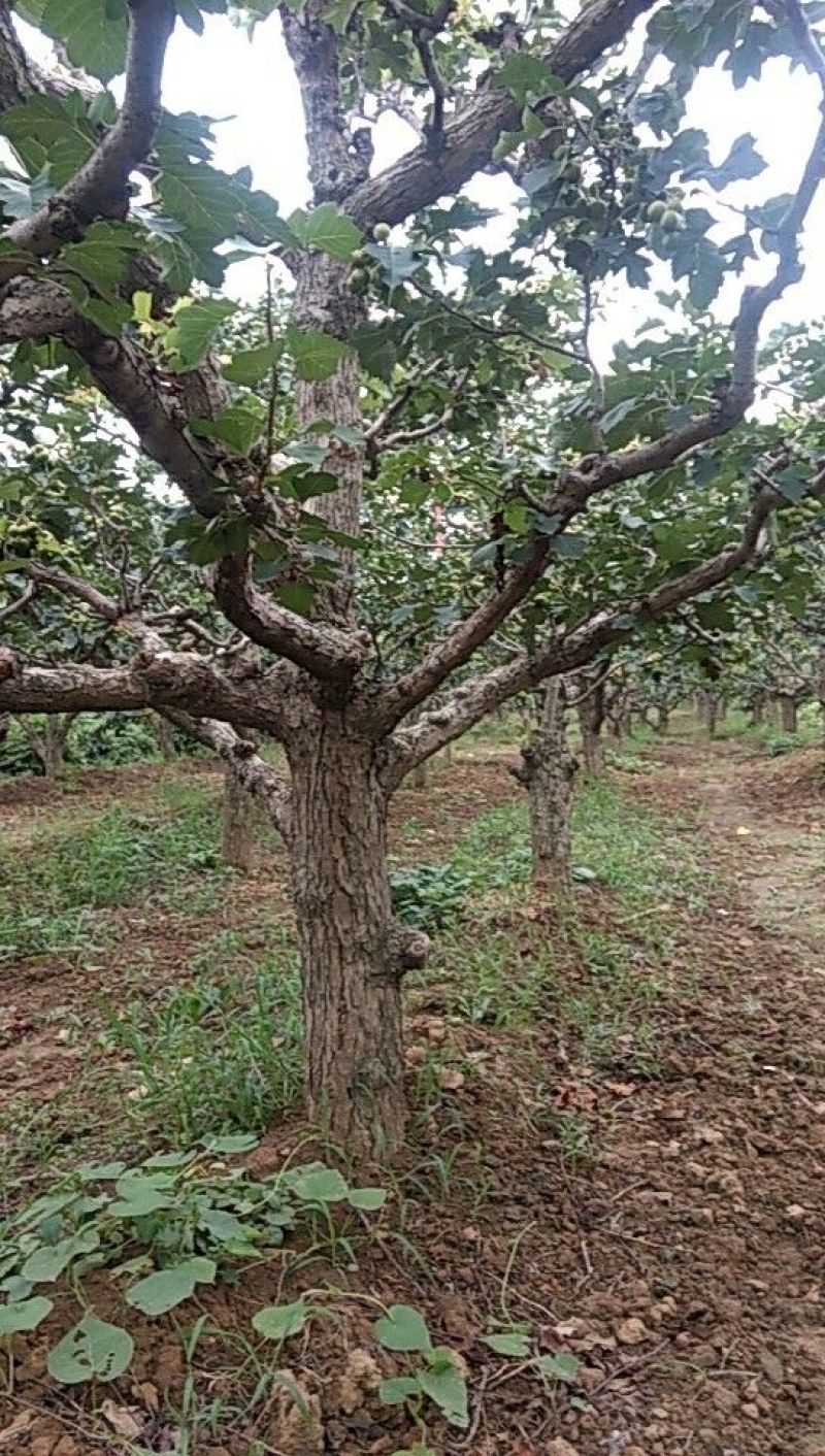 山楂树6~8cm2 5~3米产地批发质量保证