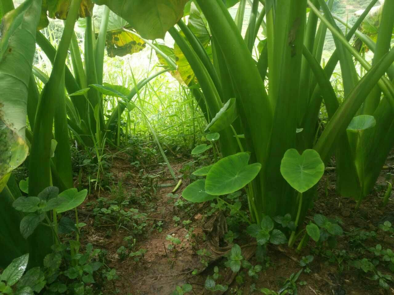 芋头植株整体形态