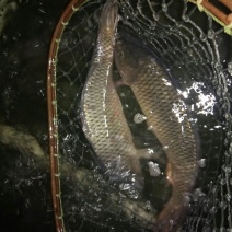 池鲤鱼食用2~3公斤