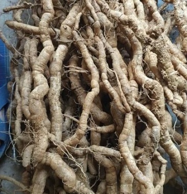 特大条巴戟天特级选货