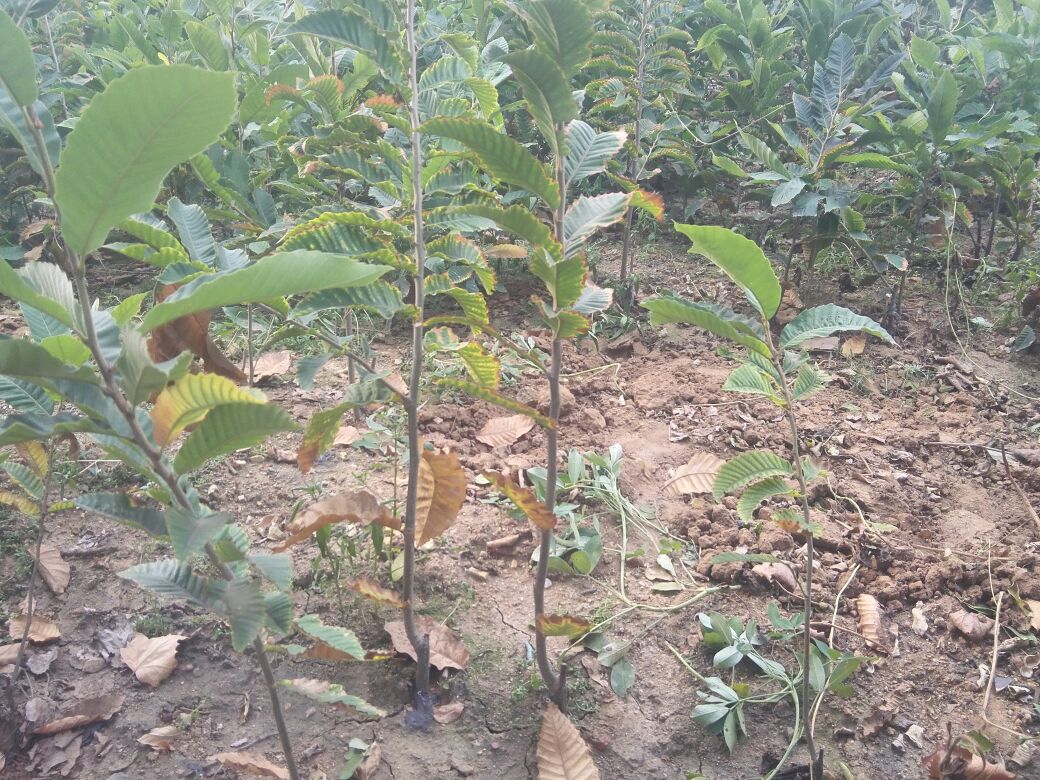 栗子苗期管理示意图