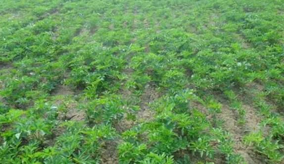 展示白芷在田间生长状态,包括整齐的条播行距、健壮的植株、深绿色羽状复叶,以及农民正在进行中耕除草作业,背景为丘陵地形 白芷田间管理实景图