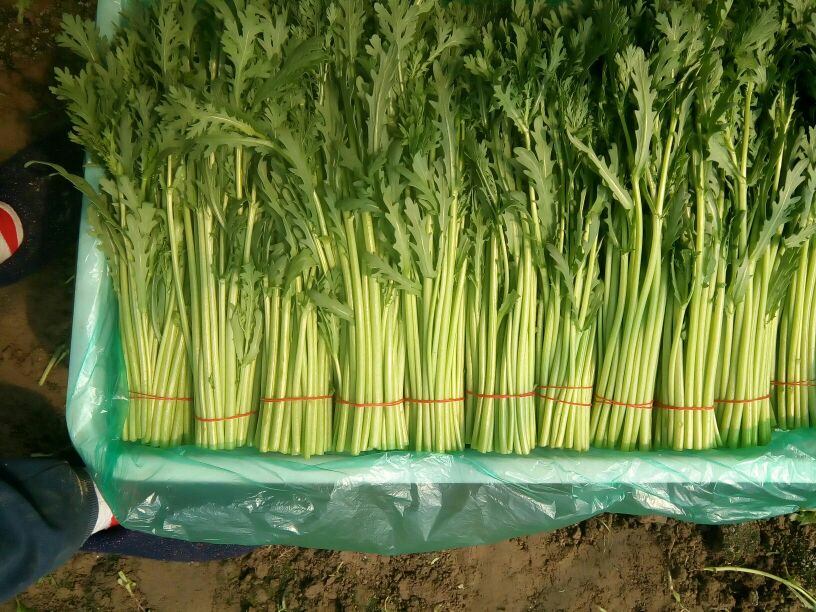 细叶茼蒿在超市货架上的陈列图