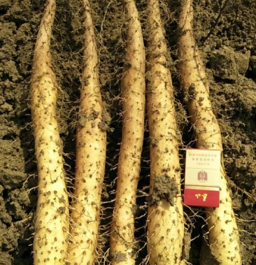 牛腿山药 4~6厘米 一级 30~40厘米