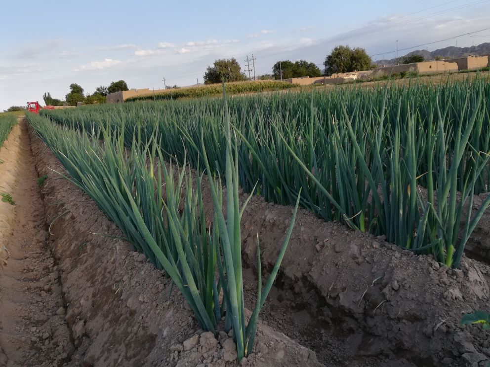 章丘大葱包装与电商发货场景