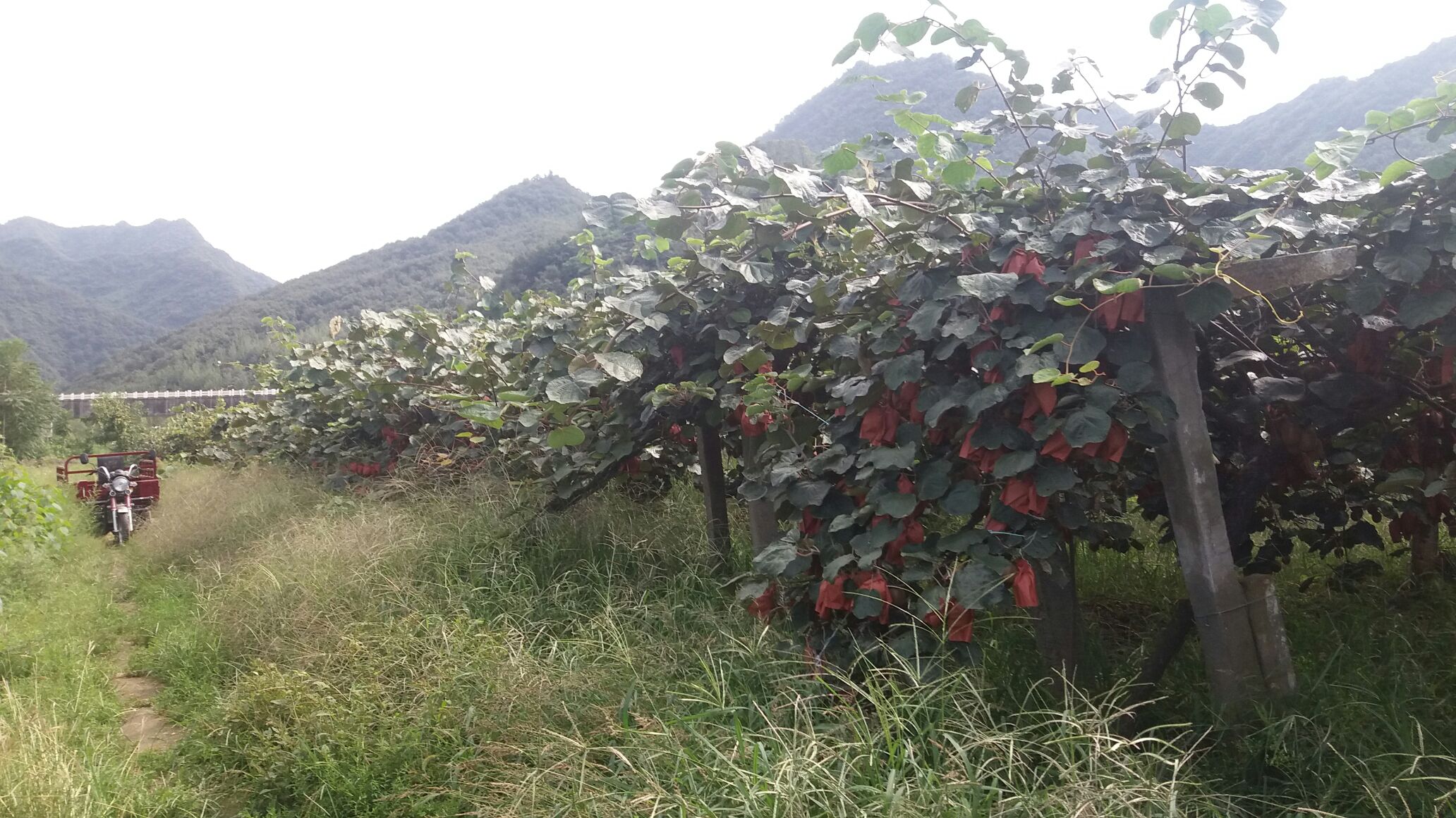 海沃德猕猴桃果园航拍图