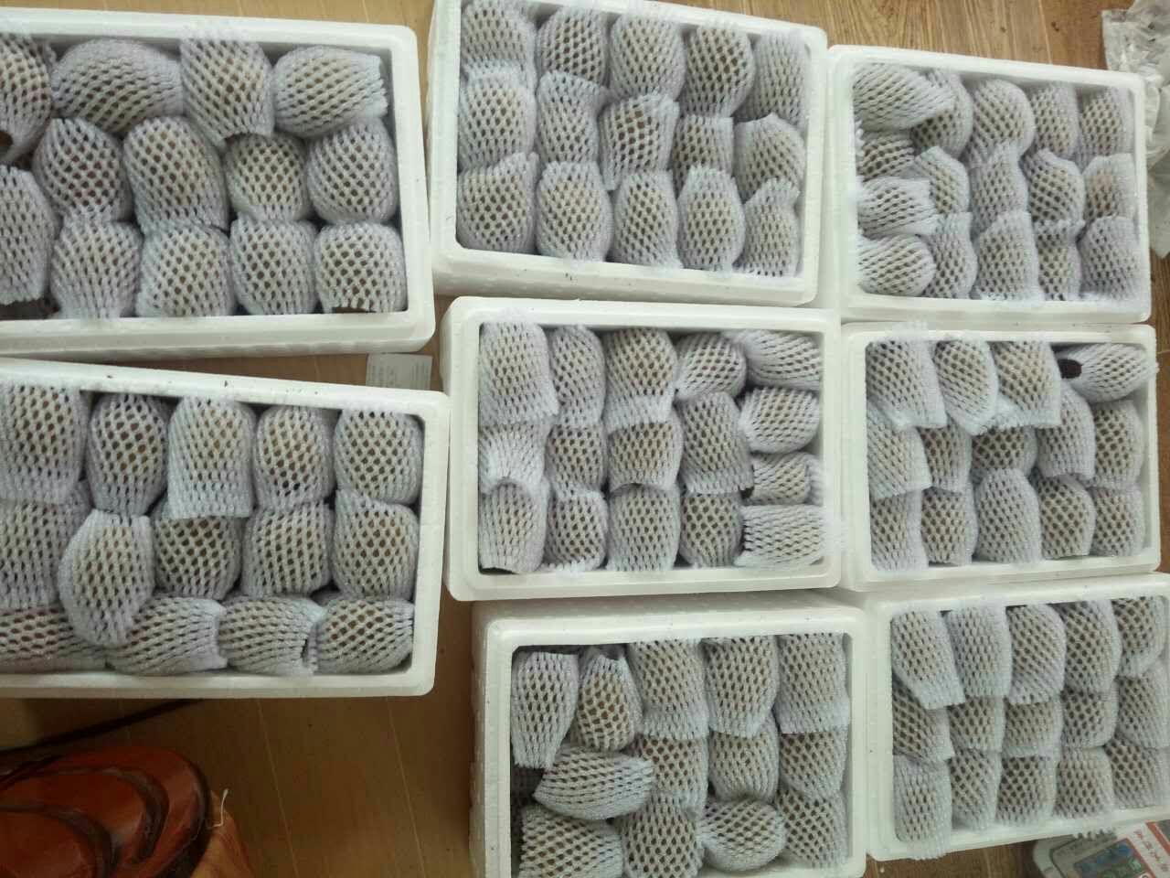 现代化猕猴桃分拣包装车间内景