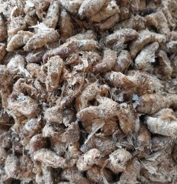 [原蚕蛾批发]原蚕蛾 雄价格60.00元/公斤 - 一亩田