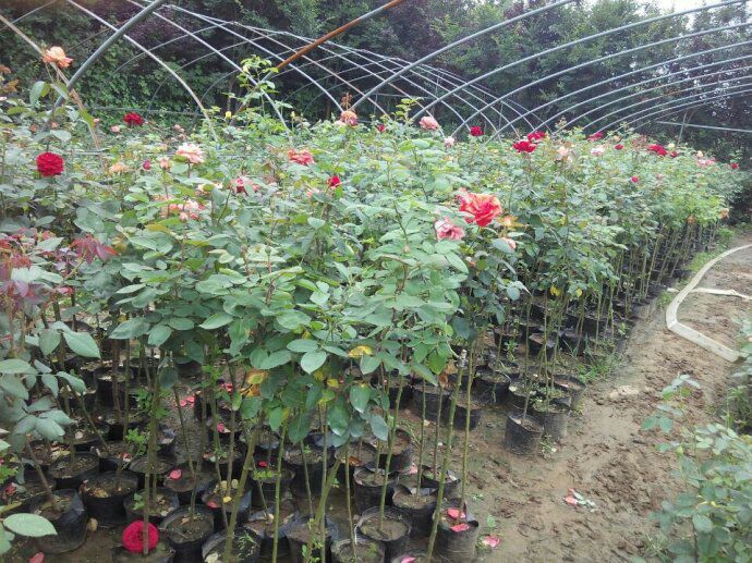 Port Sherry月季植株整体形态