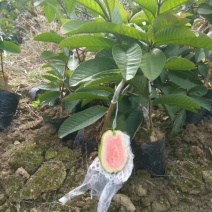 西瓜番石榴苗30~50cm红宝石芭乐30_50