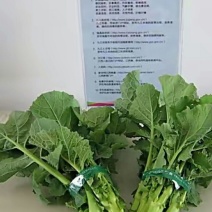 油菜苔20~30厘米