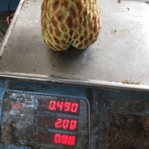 释迦苗70~90cm