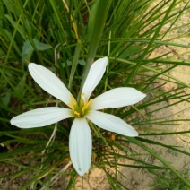 宿根花卉葱兰，葱兰小苗，