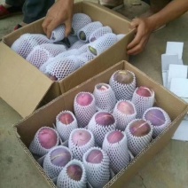放牛果150g以上种植