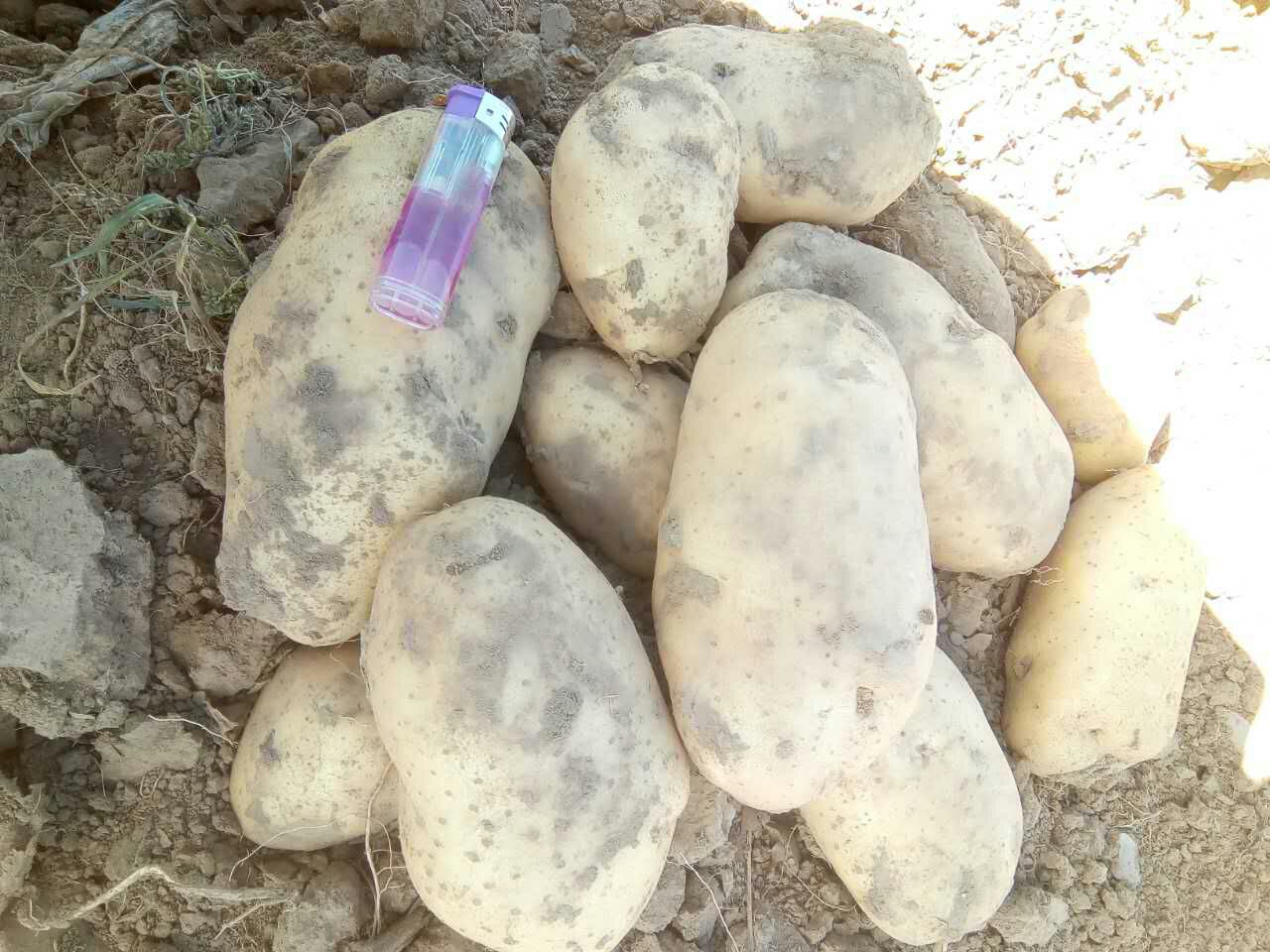 收获中的土豆226块茎特写